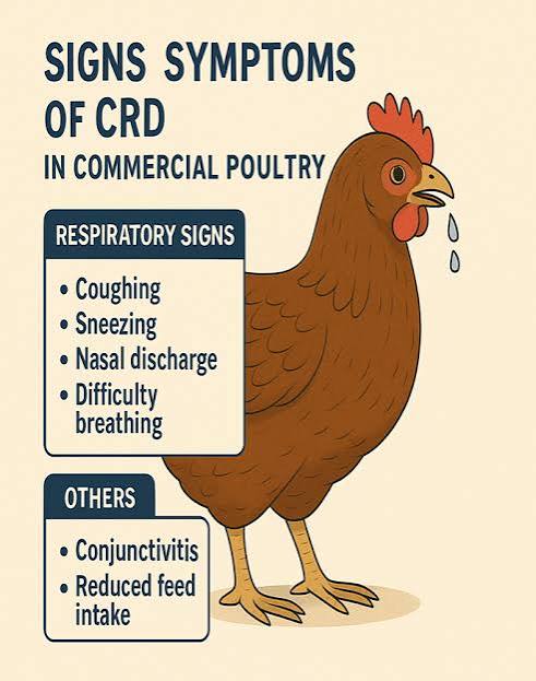 CHRONIC RESPIRATORY DISEASE: A RECURRING CHALLENGE IN BROILERS